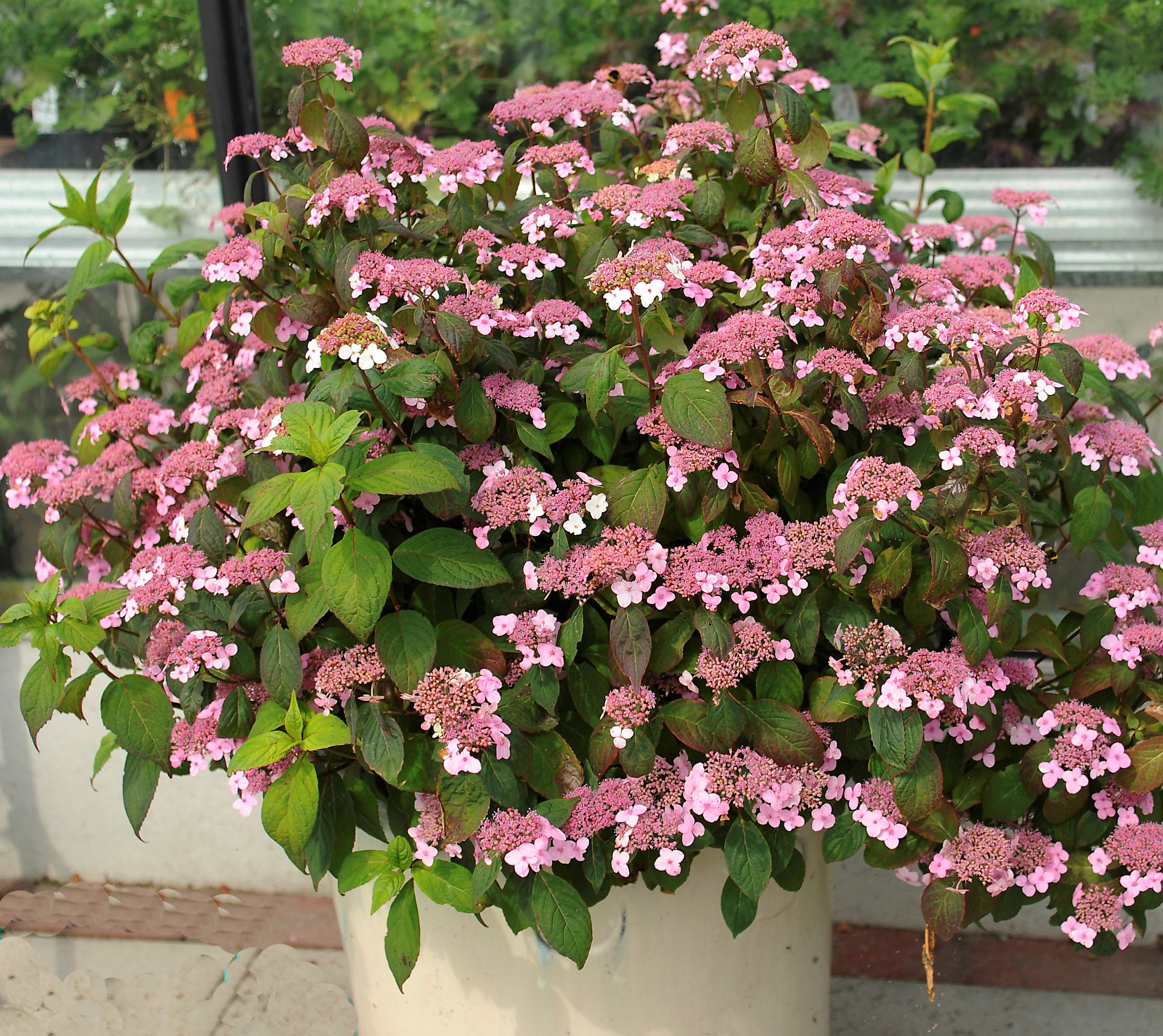 Превью изображения