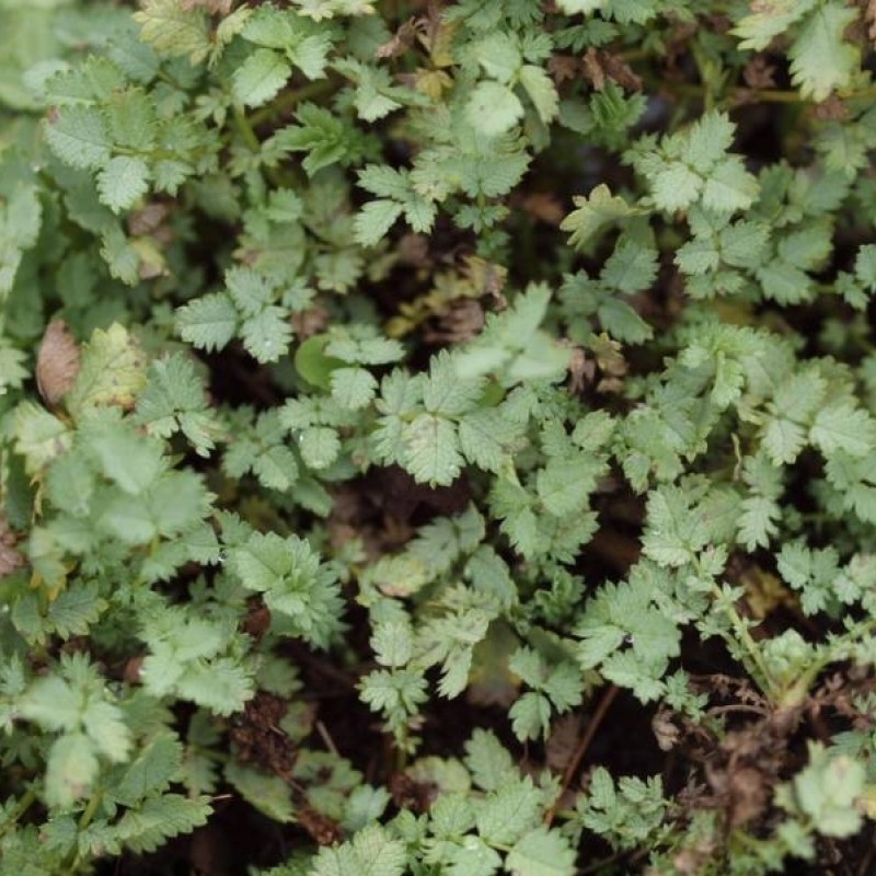 Превью изображения