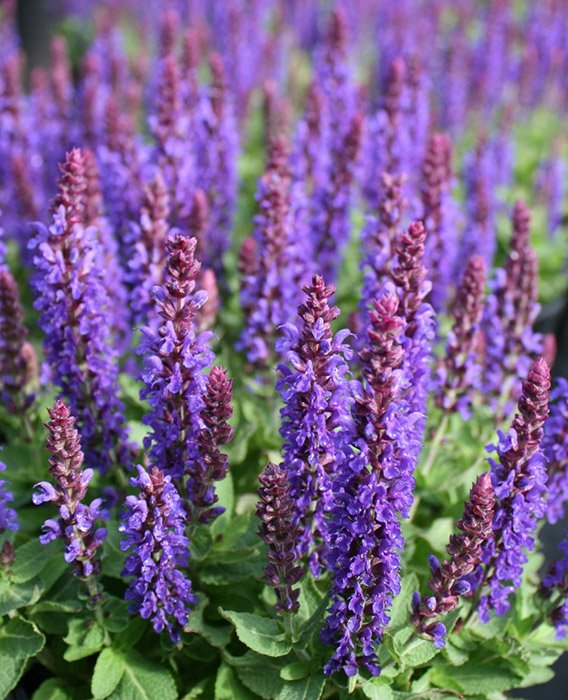 Превью изображения