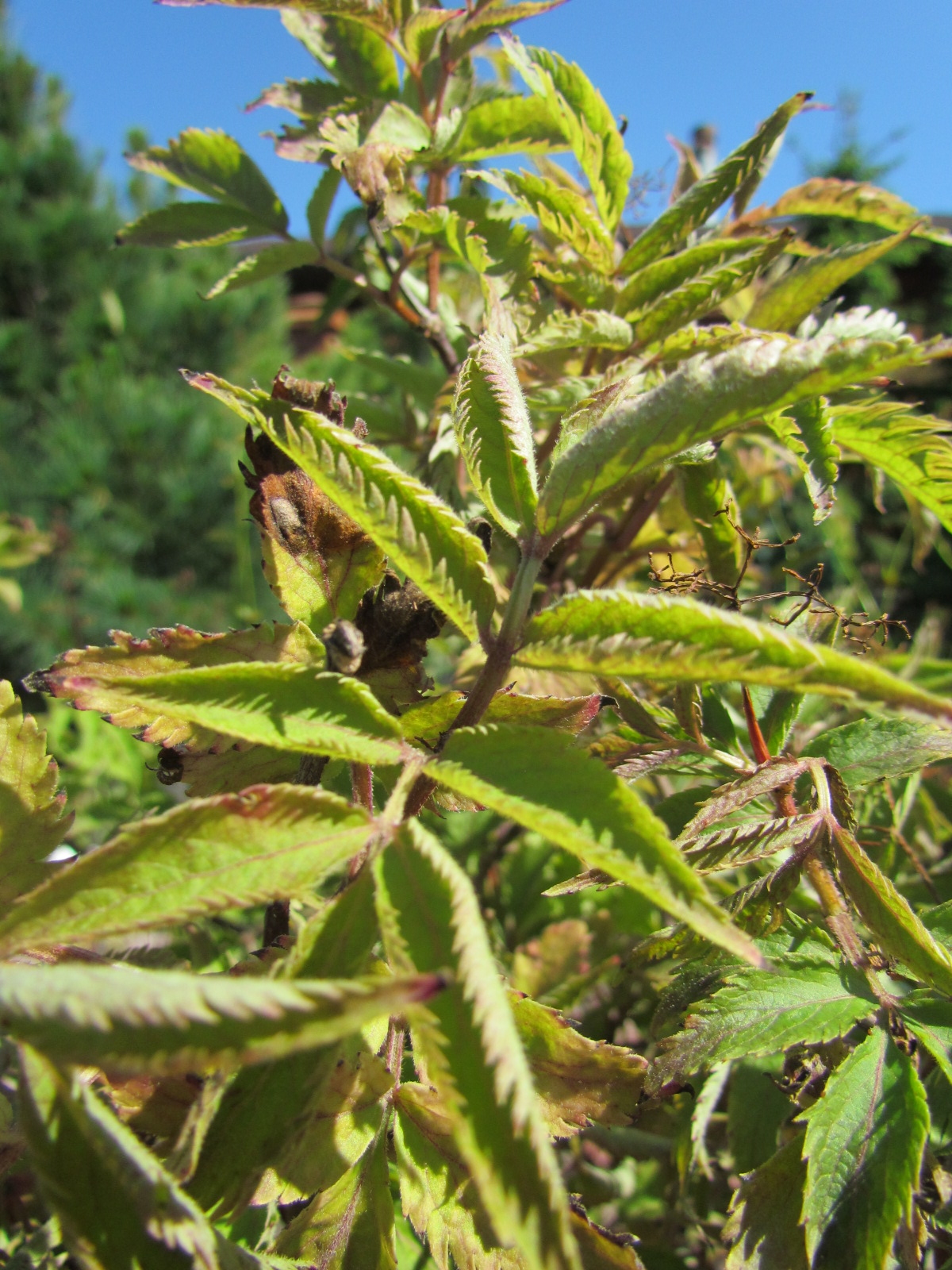 Превью изображения