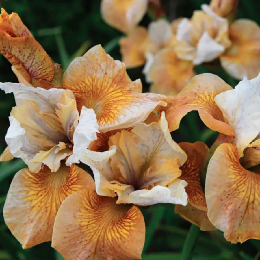 Превью изображения