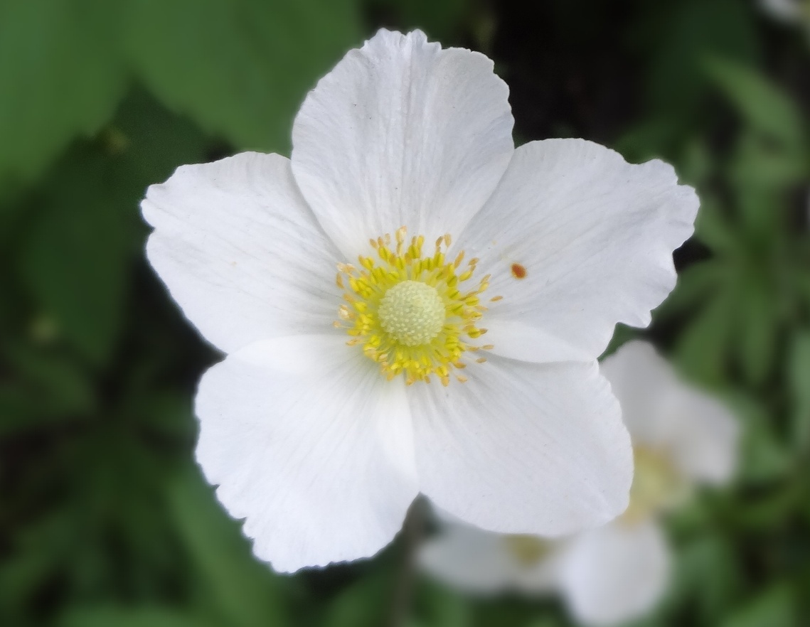 Превью изображения