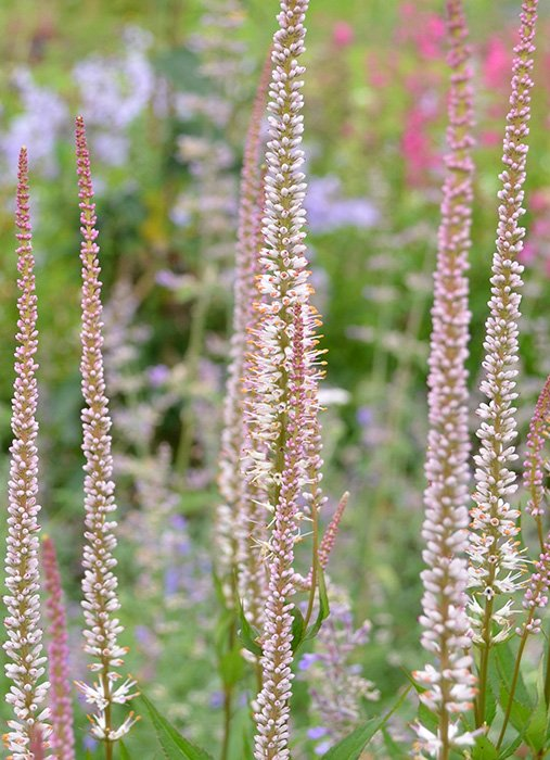 Превью изображения