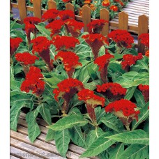 Превью изображения