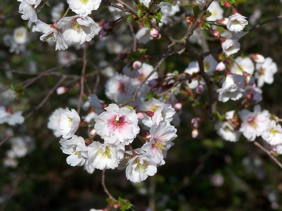 Превью изображения