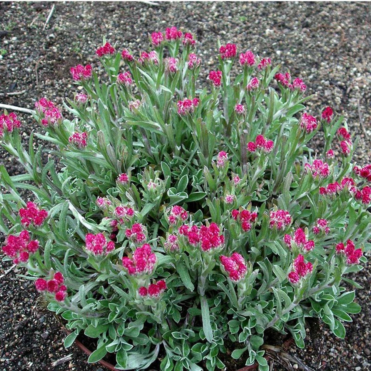 Превью изображения