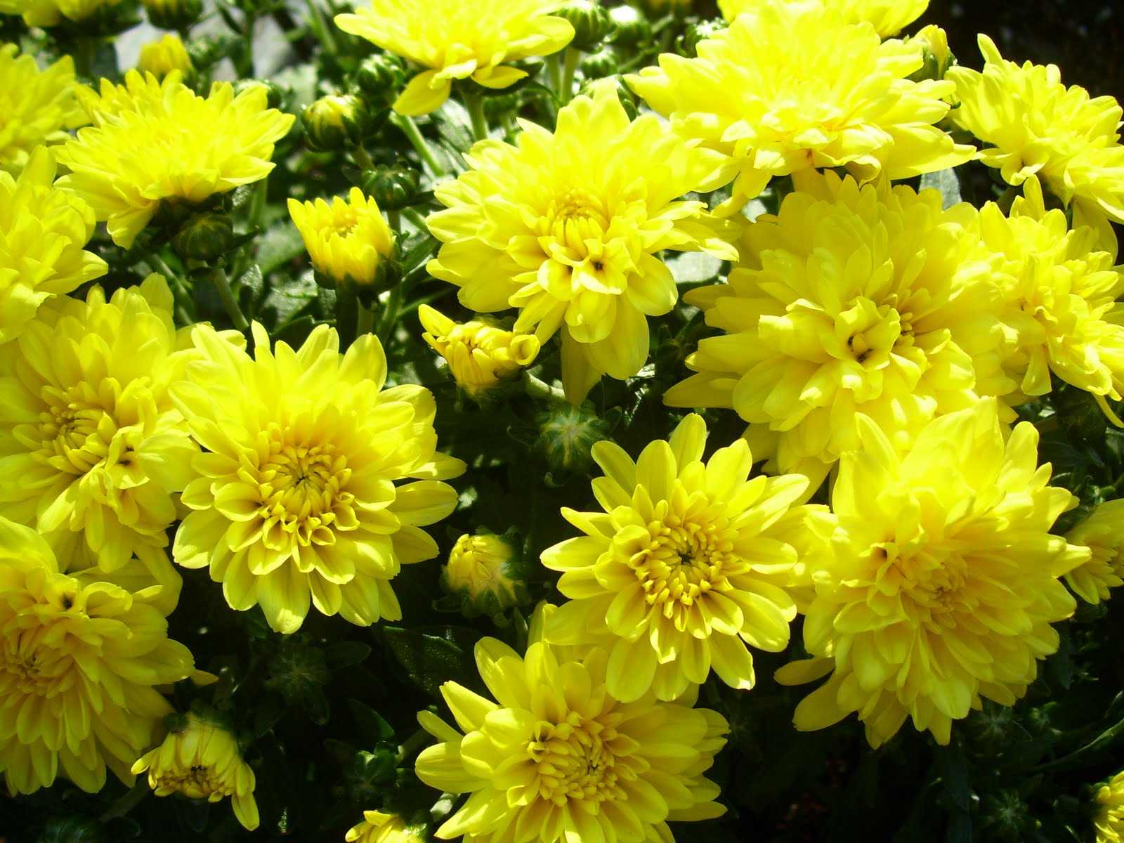 Превью изображения