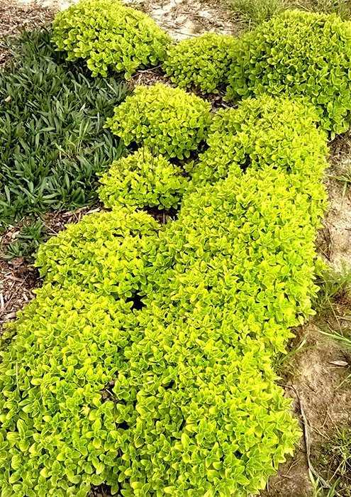 Превью изображения