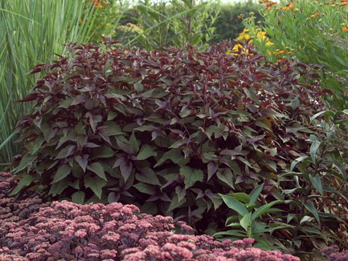 Превью изображения