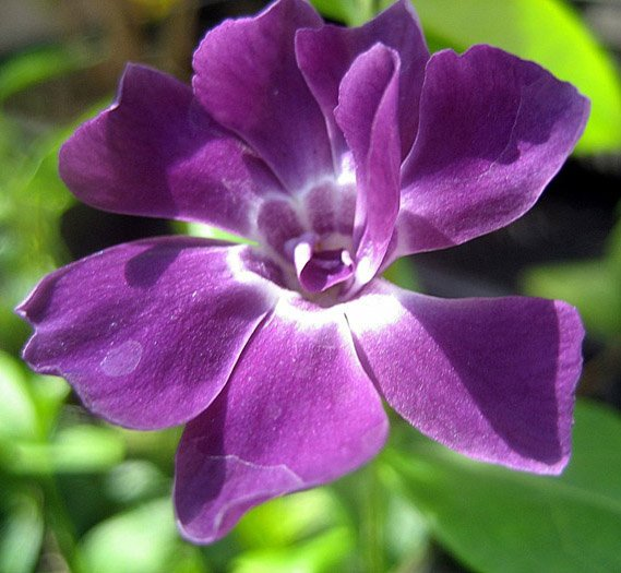 Превью изображения