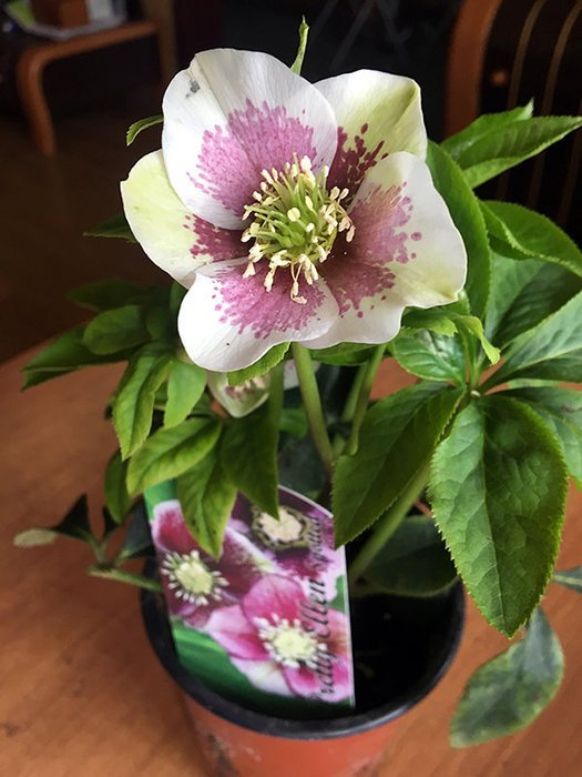 Превью изображения