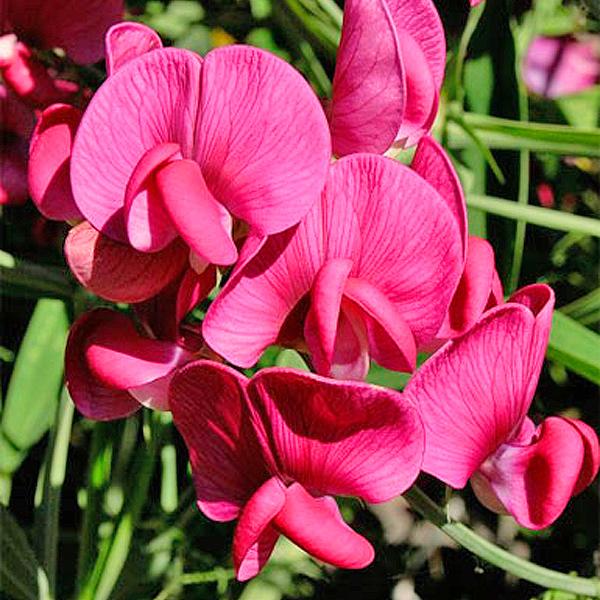 Превью изображения