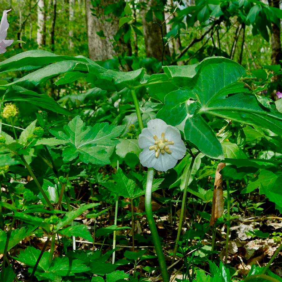 Превью изображения