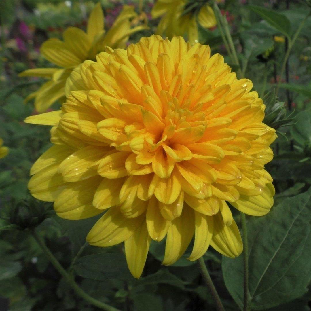 Превью изображения