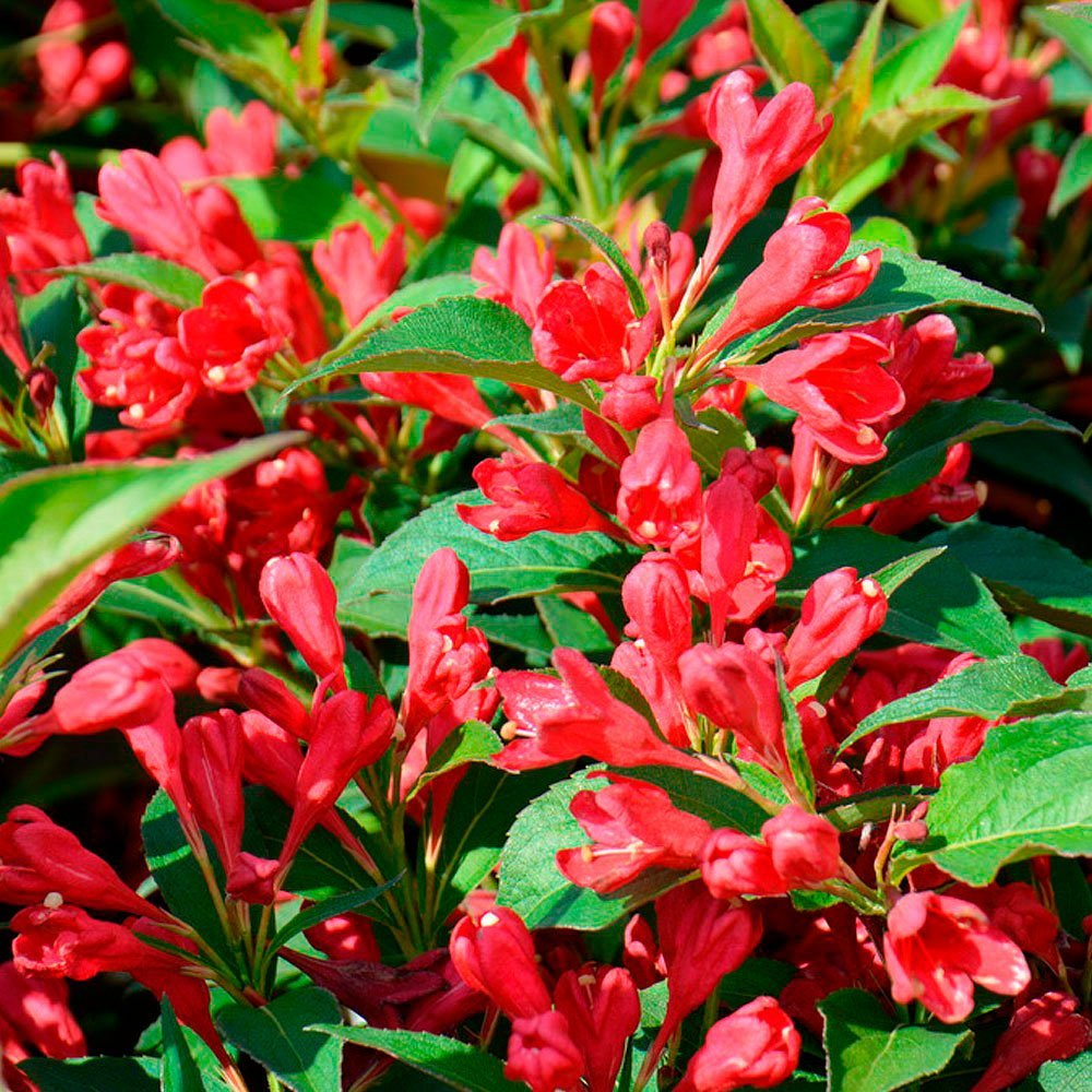 Превью изображения