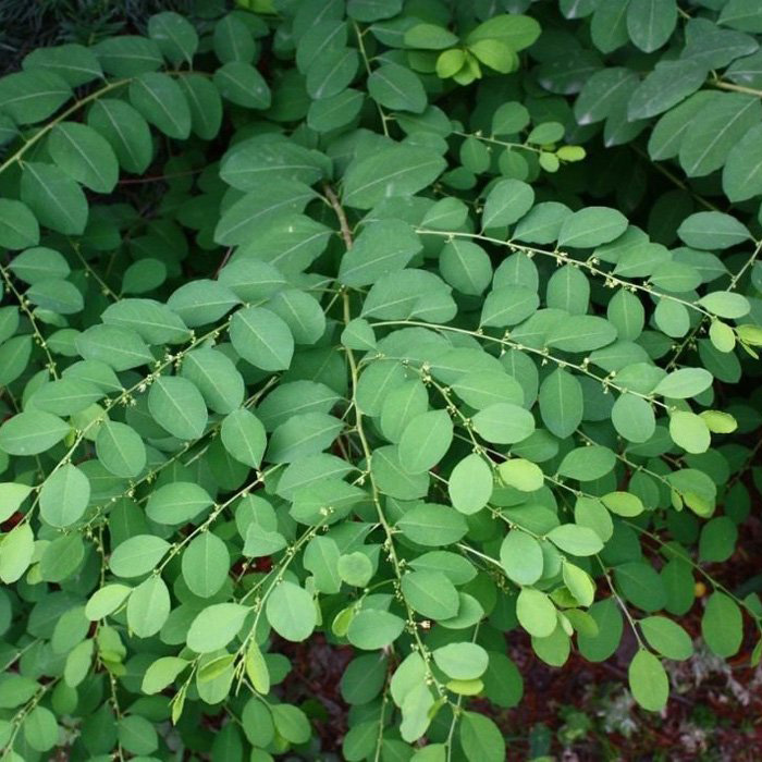 Превью изображения