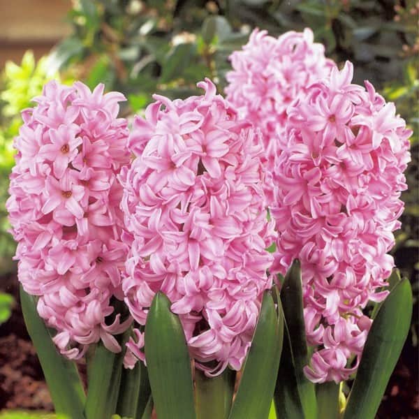 Превью изображения