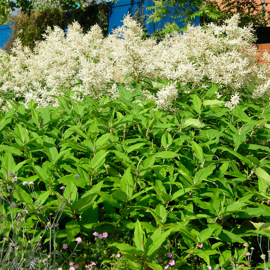 Превью изображения