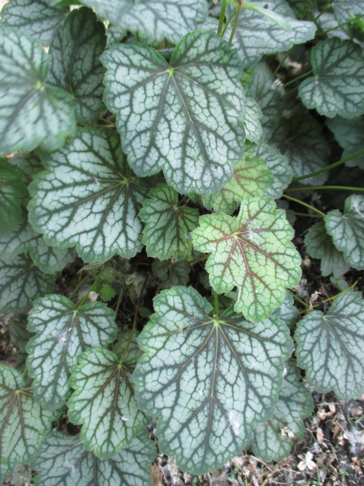 Превью изображения