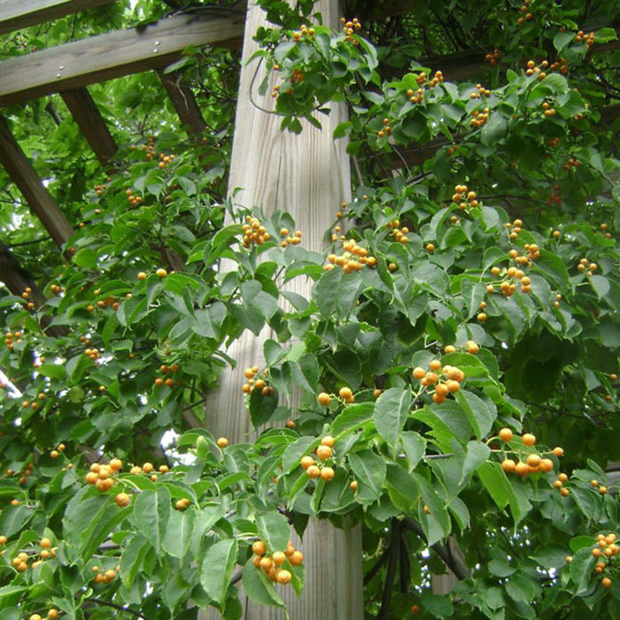 Превью изображения