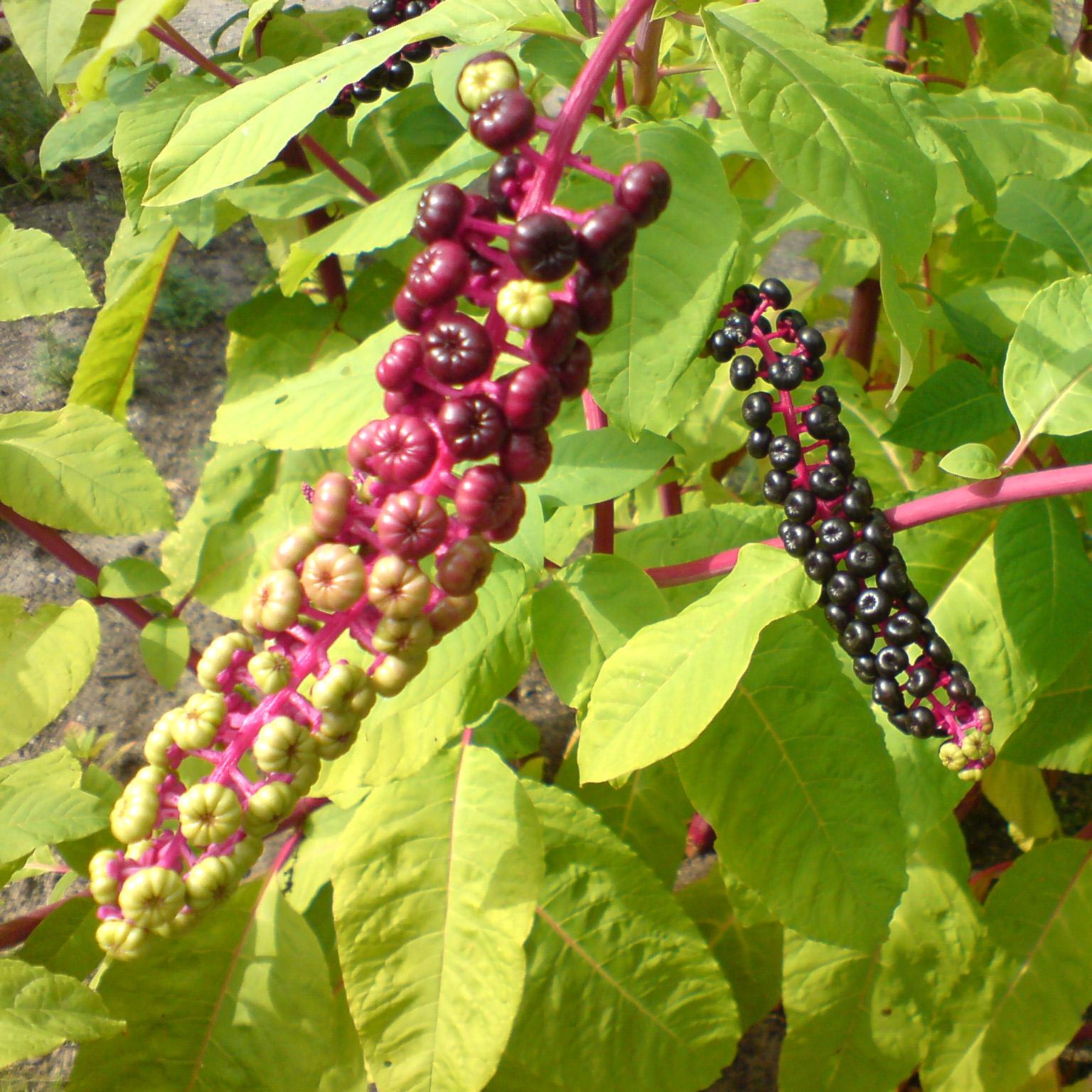 Превью изображения