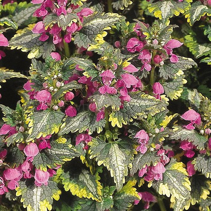 Превью изображения