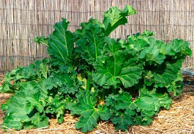 Превью изображения