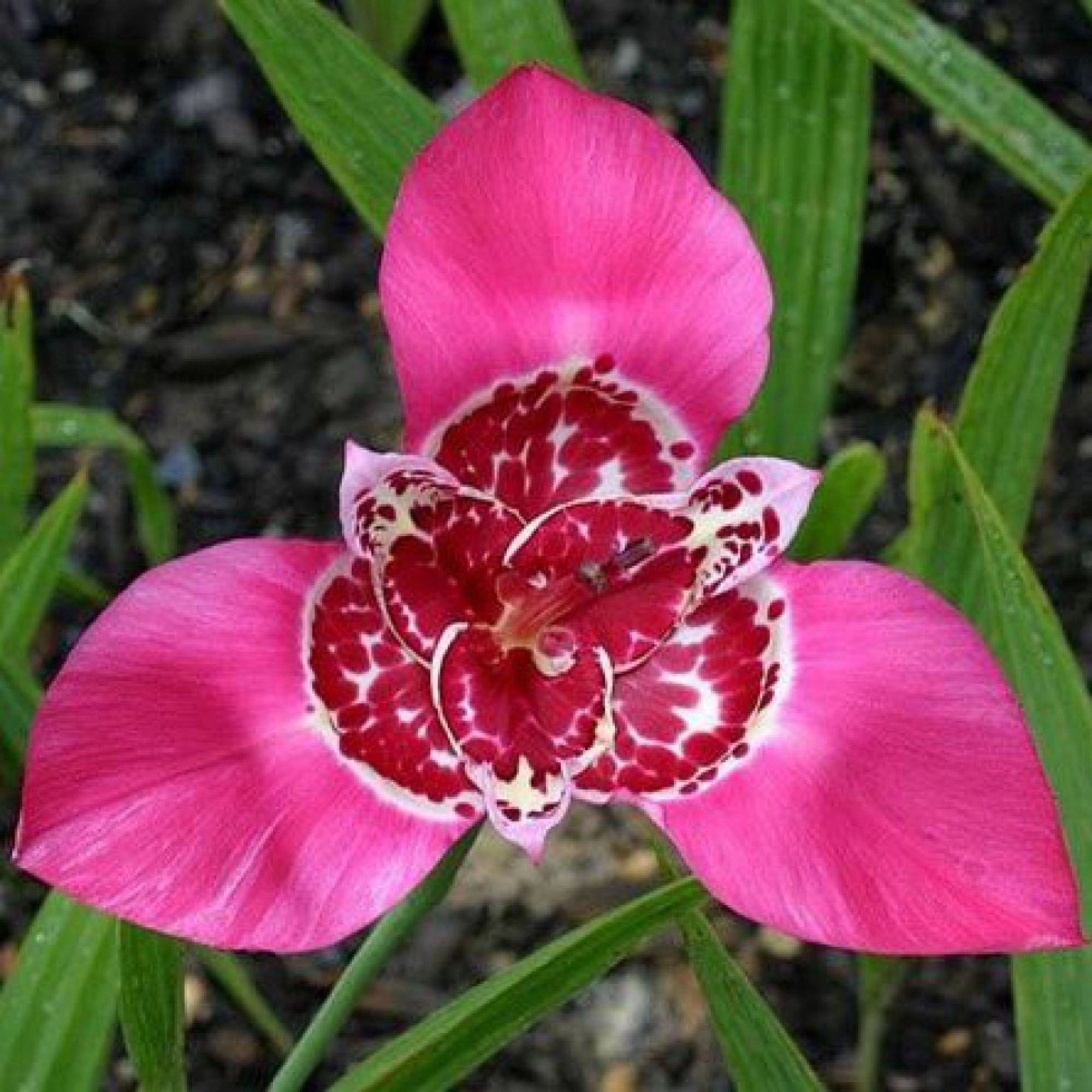 Превью изображения