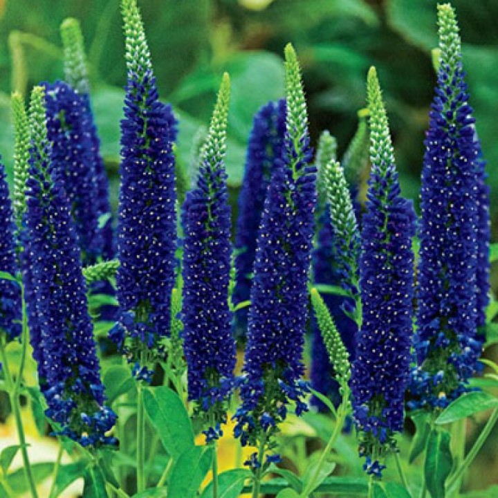 Превью изображения