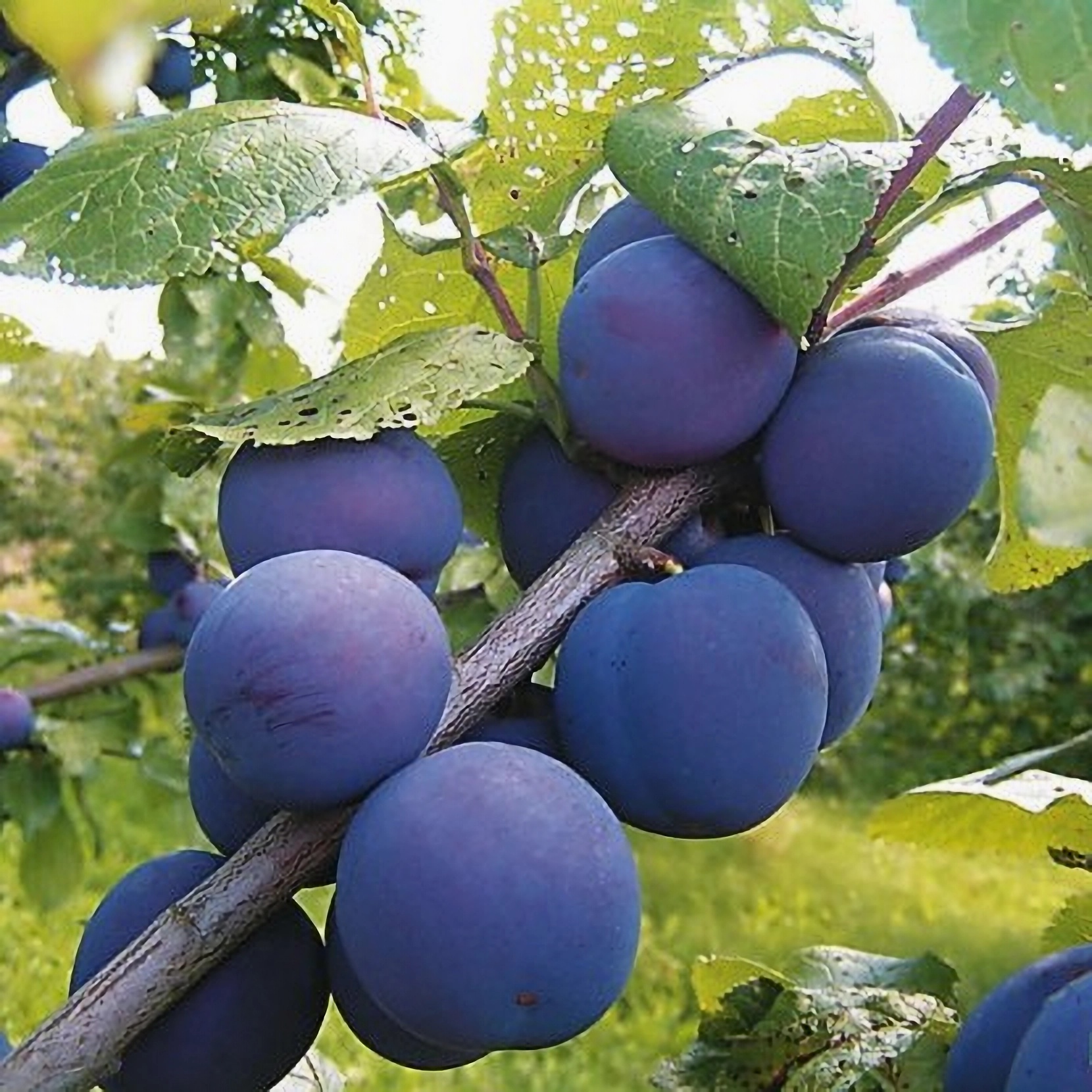 Превью изображения