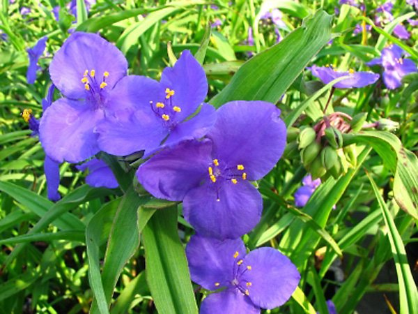 Превью изображения