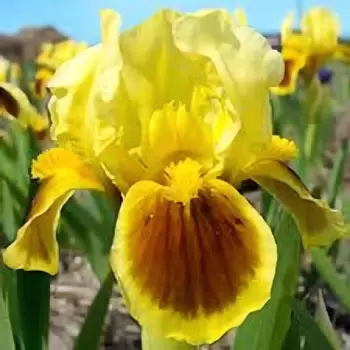 Превью изображения