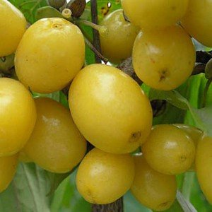 Превью изображения