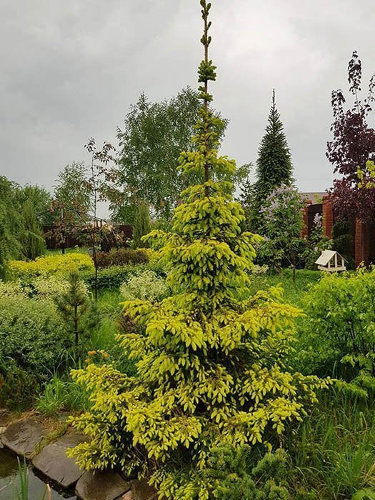 Превью изображения