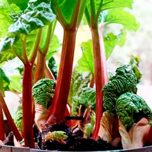 Превью изображения