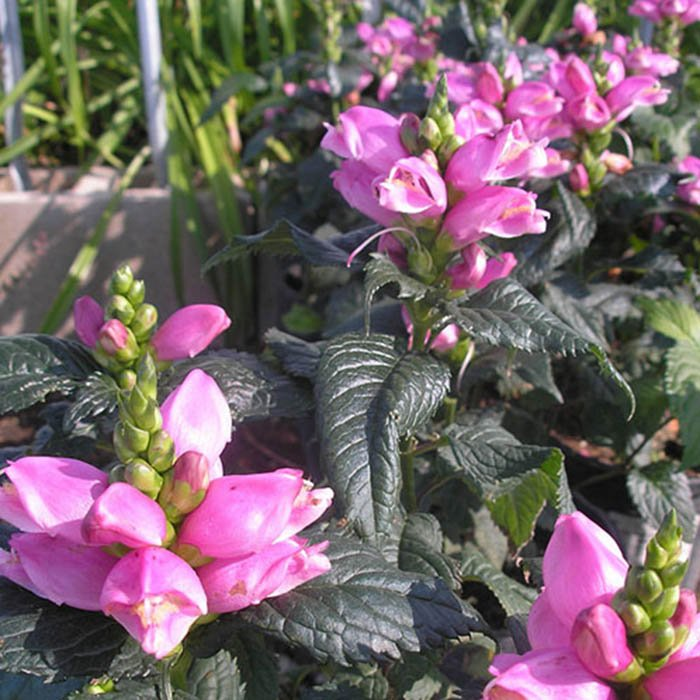 Превью изображения