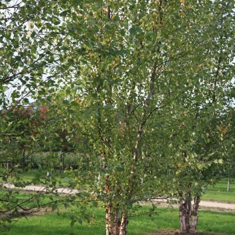 Превью изображения