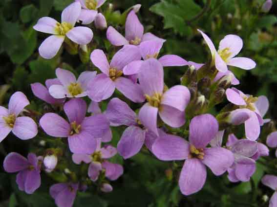 Превью изображения