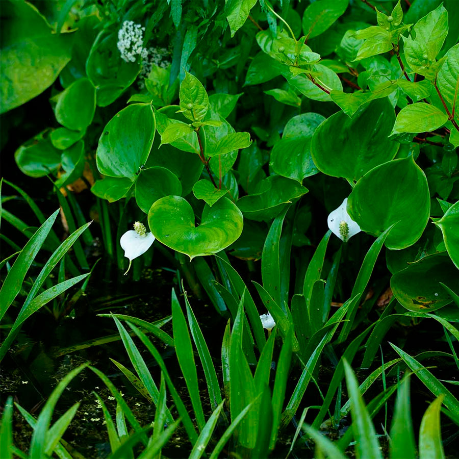 Превью изображения