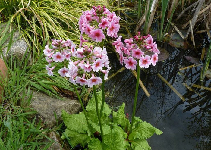 Превью изображения