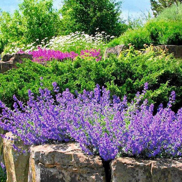 Превью изображения