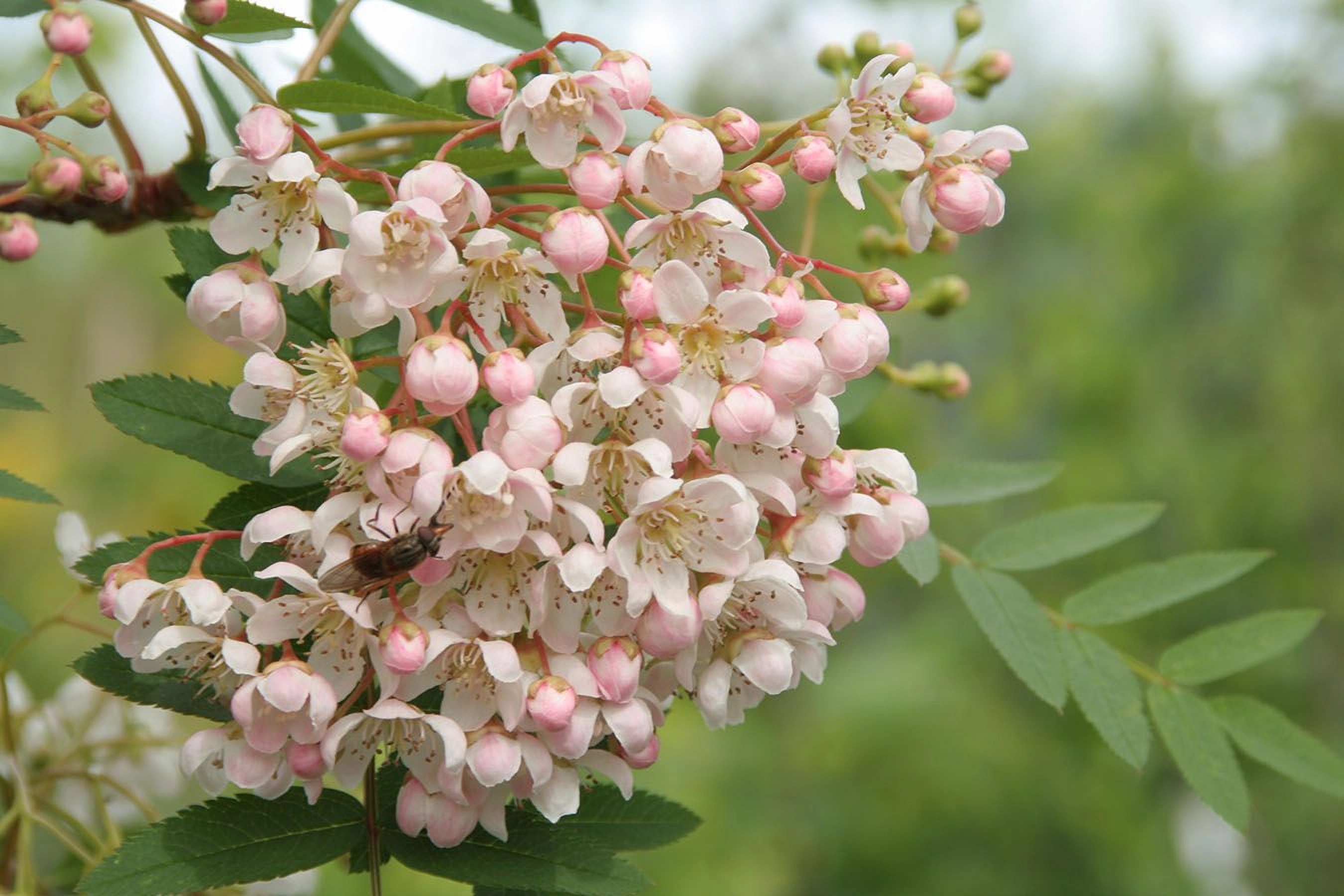 Превью изображения