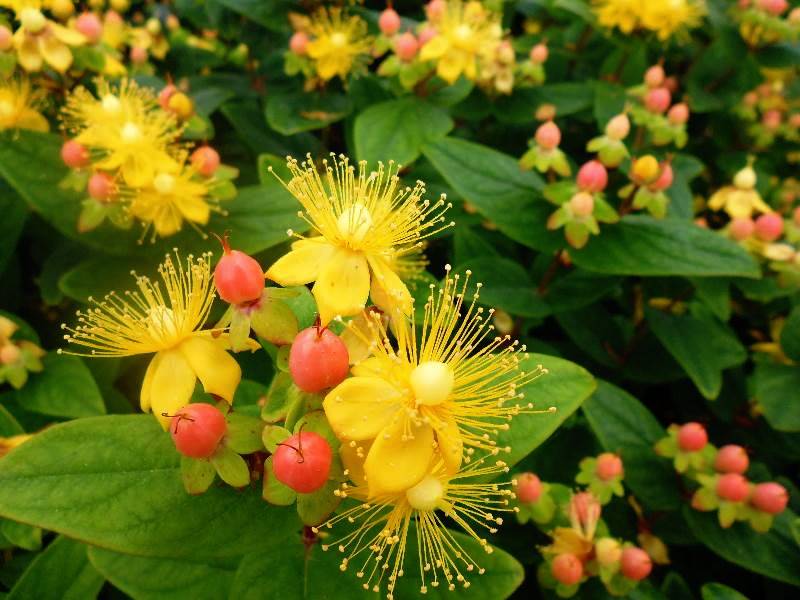 Превью изображения