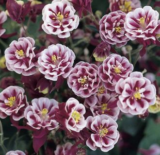 Превью изображения