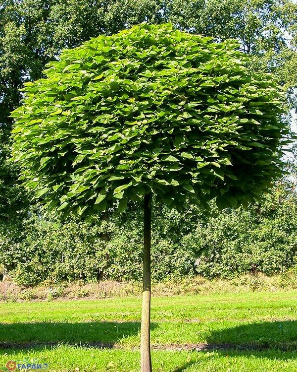 Превью изображения