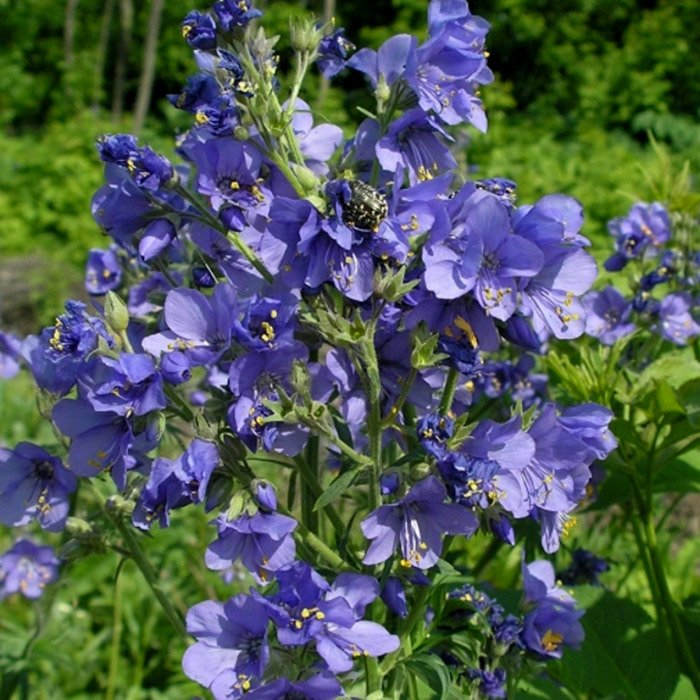 Превью изображения