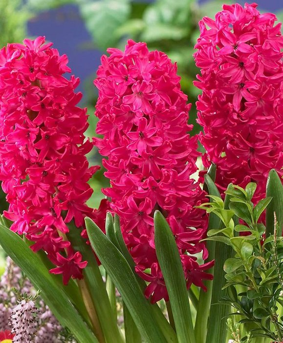 Превью изображения