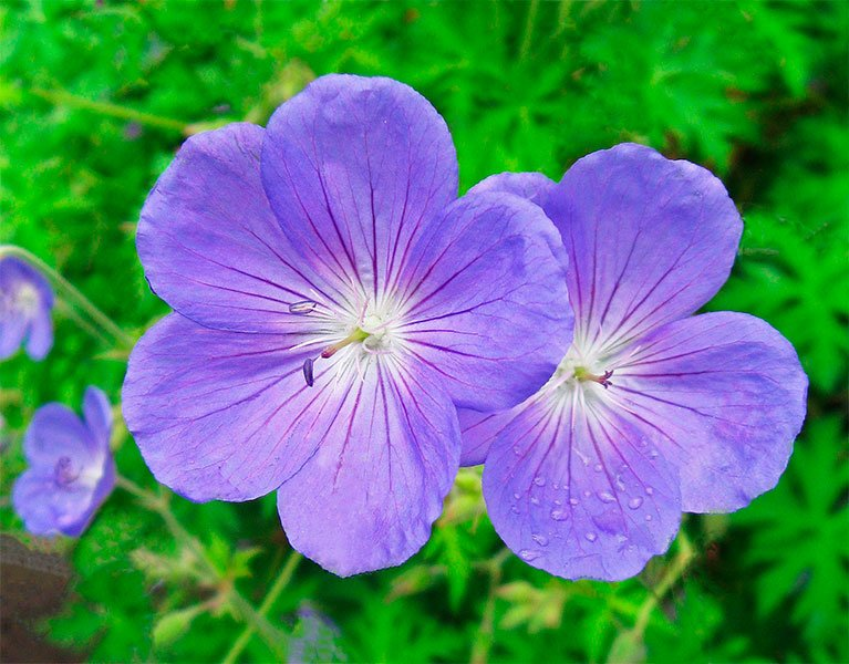 Превью изображения