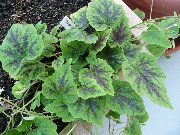 Превью изображения