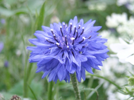 Превью изображения